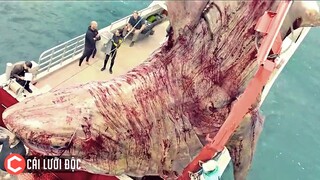 Tóm Tắt Phim - CÁ MẬP SIÊU BẠO CHÚA - THE MEG - Review Phim By Cái Lưỡi Độc P40