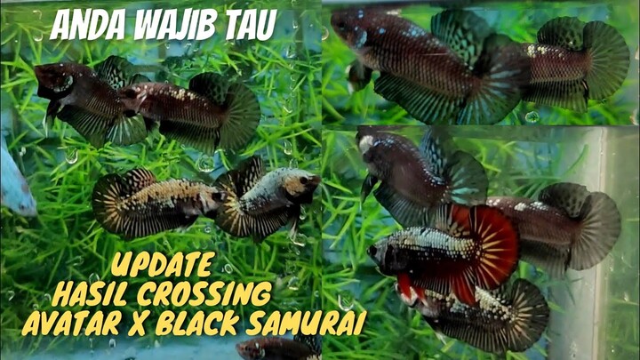 HASIL Crossing Avatar x Black samurai//menghasilkan beberapa serian, silahkan dicoba❗MEMUASKAN❗
