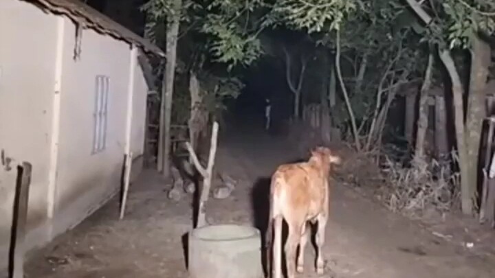 هذه لقطة غريبة التقطتها كاميرا المراقبة، ما رأيكم ما هذا؟