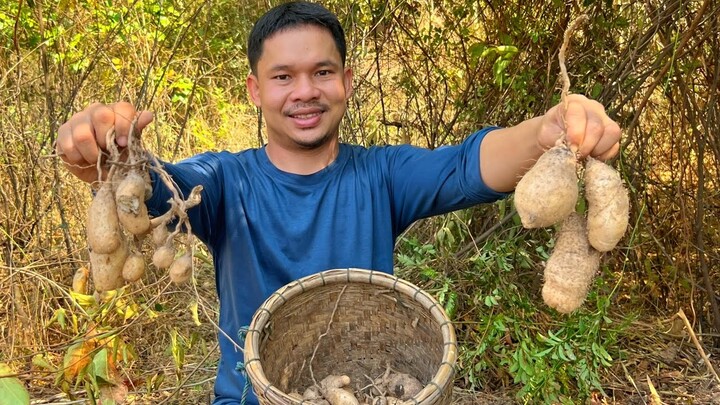 ขุด ขุด ขุด แล้วลุ้นหัวใหญ่ๆ มันแซงของแซบ!!ขุดกันทั้งบ้าน