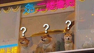 《动物迷惑行为大赏119》