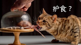 小豹子护食？往死里揍？