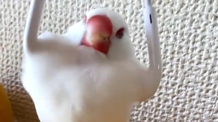 Telinga ayam = 🎧🐔