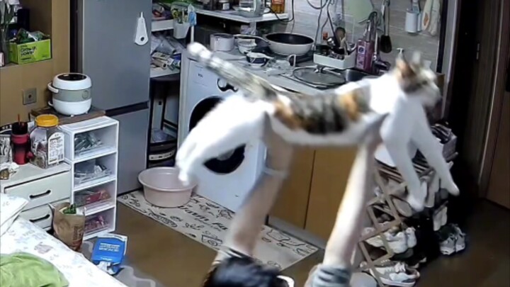 Kucing: “Ya! Manusia, kerja bagus, inilah rasanya!”