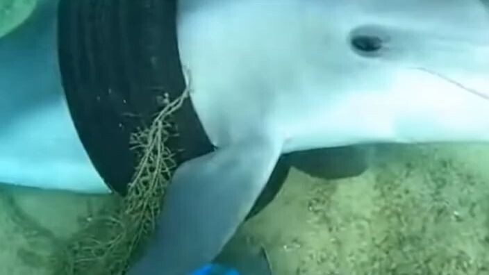 POV Dolphin Rescue | Helmet Cam Saves Trapped Dolphin 🐬💙