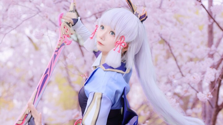 Kamisato Ayaka's Senbonzakura under the cherry trees