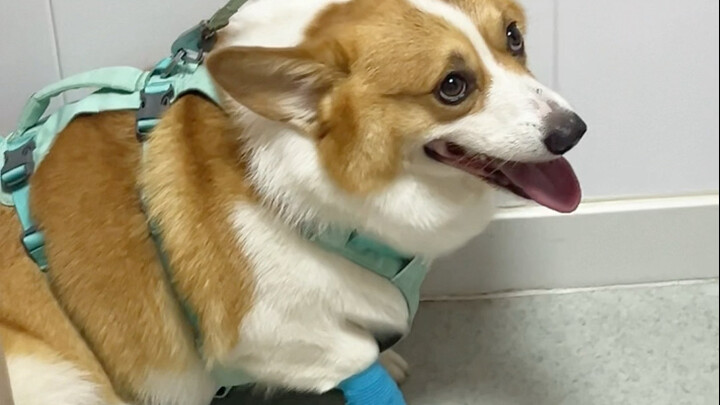 Got stung by nettles again—and now I even know how to find my own vet! #Corgi #Pets