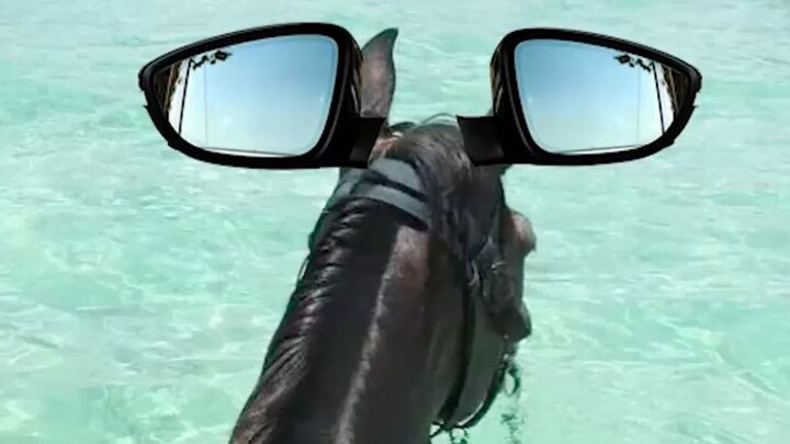 Donkey vs. Race Car: Who’s Really Stronger??