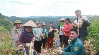 THU NGÔ TRÊN ĐỒI CAO TÂY BẮC