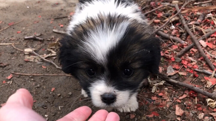 Ingat Anjing Ini? Sekarang Lari Saat Melihatku! Aku Bodoh Sekali!