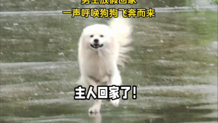 Do you ever think of your dog?