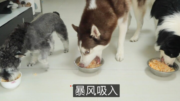 Husky: If you’re not eager to eat, there’s something wrong with your head!