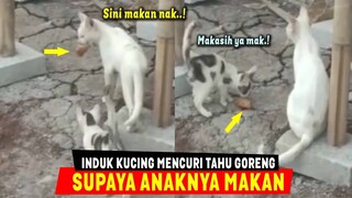 MASYAALLAH..! Induk Kucing Ini Terpaksa Mencuri Tahu Goreng Untuk Anaknya Supaya Tak Kelaparan
