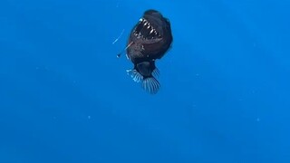 Ikan anglerfish laut dalam yang wajahnya menyeramkan, ternyata muncul di permukaan air dan masih hid