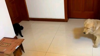Dog: You lied to me and he beat the dog