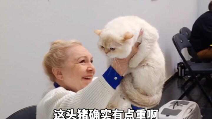 เจ้าแมวอ้วนไปแข่ง คุณยายกรรมการถือป้ายแทบไม่ไหวแล้ว!