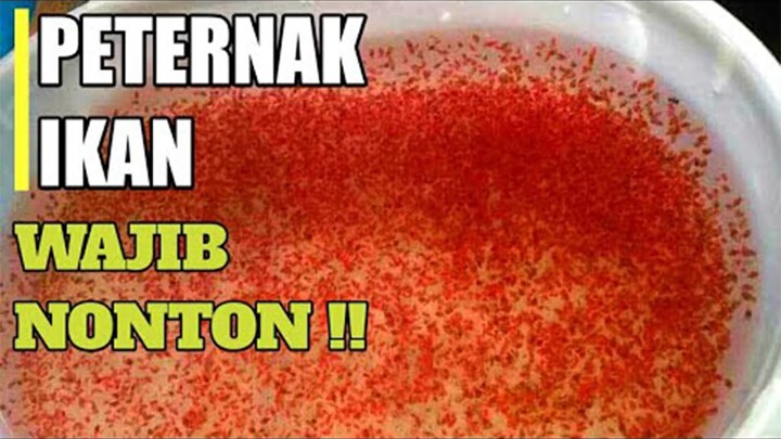 BUDIDAYA DHAPNIA MAGNA SANGATLAH MUDAH !!! BREEDER IKAN HIAS WAJIB NONTON !!! GAUSAH STOK PAKAN LAGI