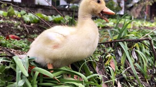 [Animals]Pretend I'm leaving when walking my call duck the 1st time