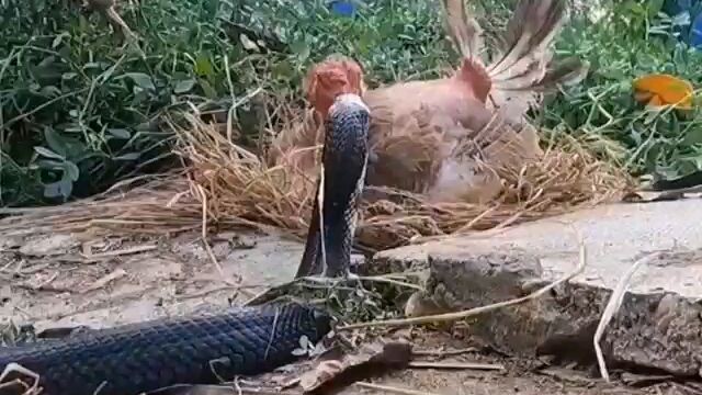 Gà mẹ bảo vệ đàn con trước nguy hiểm