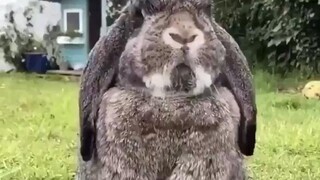 กระต่ายสลัดฝนออกจากตัว