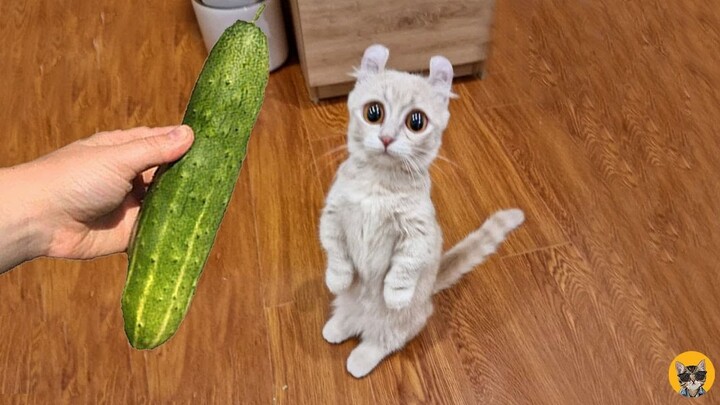 Cat Vs Cucumber- Funny Cat Reaction Videos 2022| Pets House