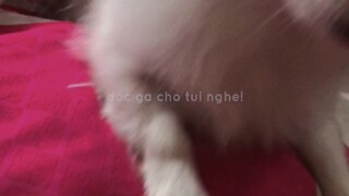 đọc luật làm ghệ chx >:(