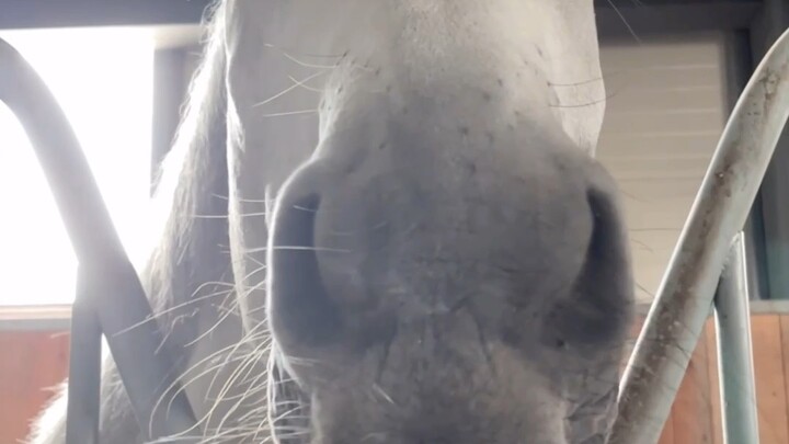 Mọi người hãy cùng “vùi dập” Mã nhé [cười lớn][cười lớn][cười lớn]