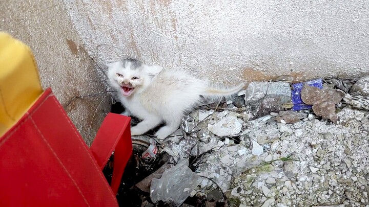 Penggembara kecil yang kalian donasikan 50000 koin sudah tumbuh besar.