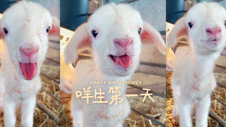 The First Day of Mie's Life