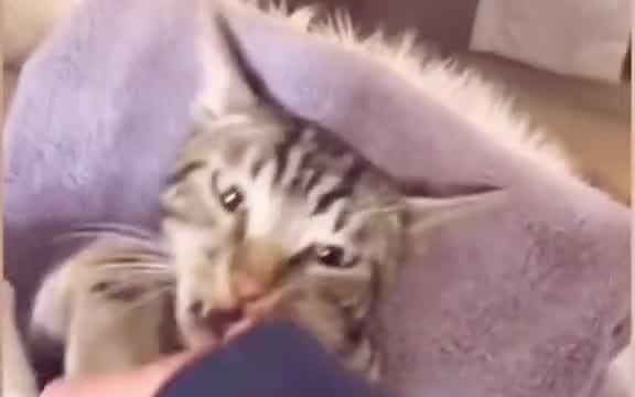 Coquettish kittens have the best luck