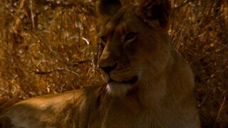 The wolf and the Lion movie