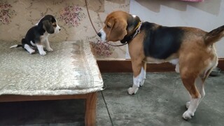 比格犬父女俩的对话现场....