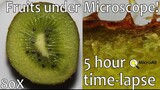 Fruit vs time under microscope Time lapse (Banana, kiwi, lemon, mango, orange, apple, peach, etc)
