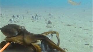 Gurita kecil bertarung dengan hiu kecil, dan ada banyak penonton di sekitarnya...