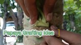 Papaya Grafting Idea