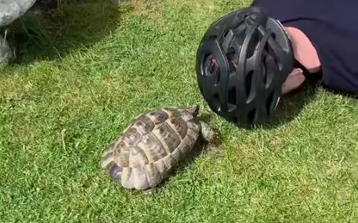 Kura-kura yang Terus Maju: Sebenarnya Aku Tidak Bisa Belok!