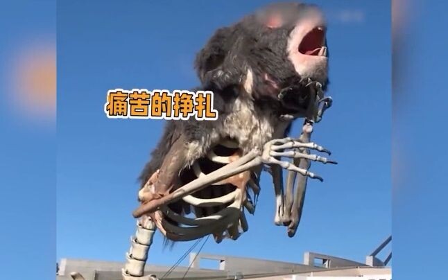 Are animals really meant to endure cruelty? Australians create “despair koalas”—if you don’t love th