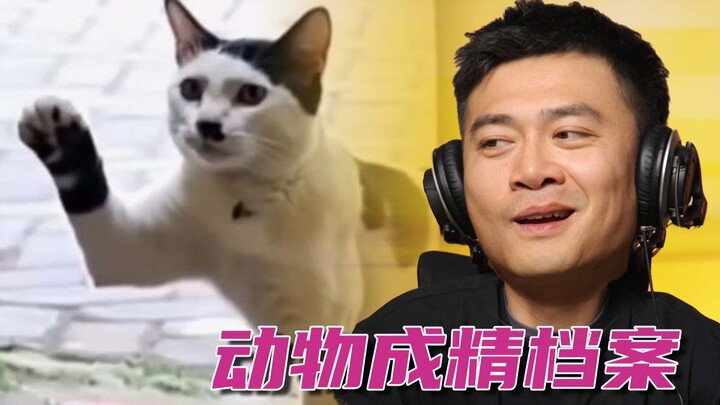 أشكّ أن هاكيمي يتقنَّع على هيئة شخصٍ ما… 【ملفّات الحيوانات المتحوِّلة إلى أرواح】