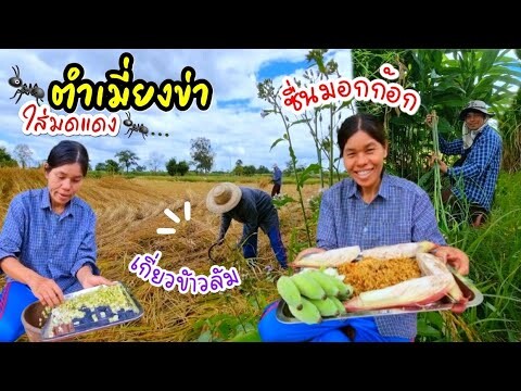 EP220ตำเมี่ยงข่าใส่มดแดง เกี่ยวข้าวล้มวินแดด ต้องเจอแบบนี้ ตาซื่นคัก