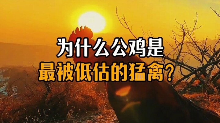 Why Is the Rooster the Most Underrated Raptor?