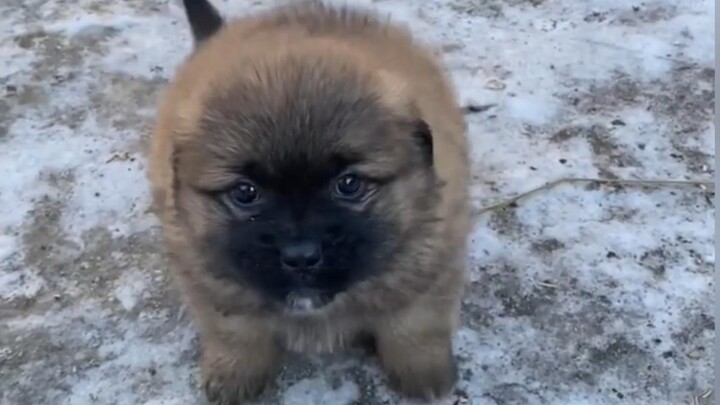 “How Cute Is a Little Country Dog”
