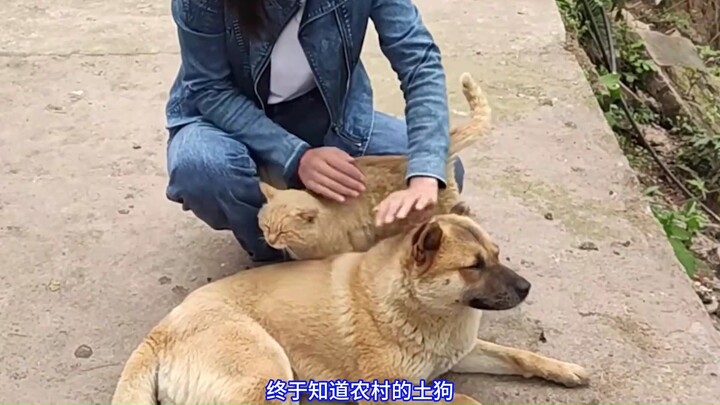 The young man got bitten by a snake, then turned around and made the snake bite his own dog. The dog