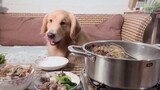 Use a hot pot meal to bribe the dog to work.