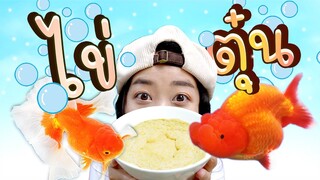 ทำไข่ตุ๋นให้ปลาทองรันชู + โตซากิ้น Ep.179