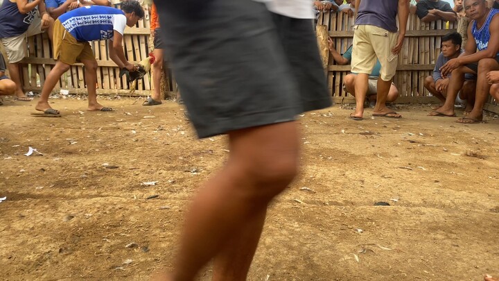 WIN YELLOW LEGGED GREY IN ACTION  #TEAMFTB