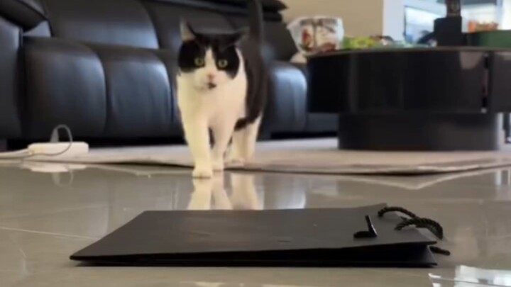 Video yang tidak perlu mengedit satu frame pun, kucing: “Sudah paham cara menggosoknya, ya?”
