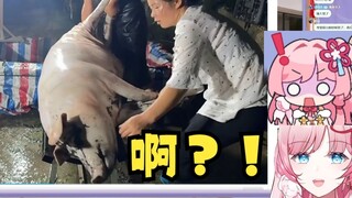 【泽音】Look at the pink pig feeding the pig food, look at the substitution🤭The pig was fleeting and bro