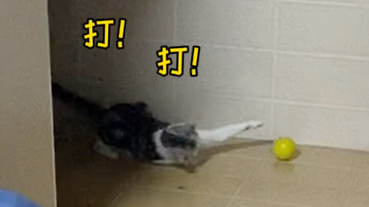 小猫咪也会吃一堑长一智吗？！（反正桑葚会）