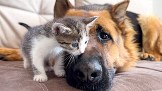 Gembala Jerman dan anak kucing menjadi teman baik