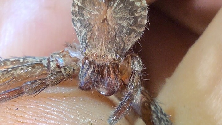 Spider’s cranial surgery: a rebirth from the ashes or the end of the road?